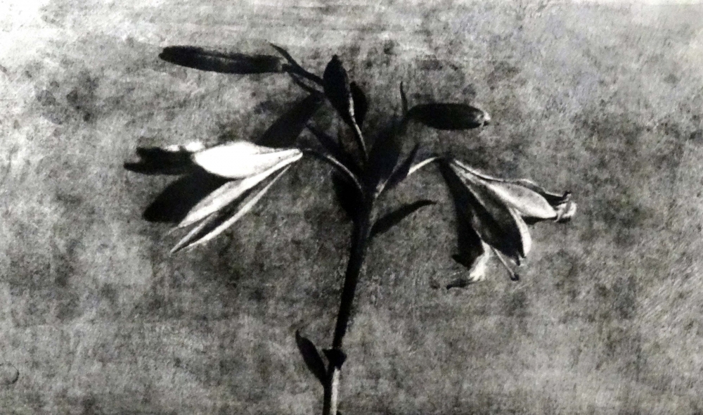 José Manuel Ballester, litografía, bodegón de flores, azucenas,1991