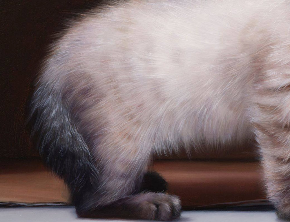 Javier Arizabalo, pintura hiperrealista, gato blanco, 2021