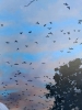 Jorge Pérez Parada, pintura figurativa, atardecer con pájaros, 2020