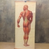 Cartel escolar ”Músculo humano”, Alemania, 1959