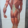 Cartel escolar ”Músculo humano”, Alemania, 1959