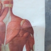 Cartel escolar ”Músculo humano”, Alemania, 1959