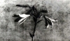 José Manuel Ballester, litografía, bodegón de flores, azucenas,1991