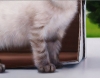 Javier Arizabalo, pintura hiperrealista, gato blanco, 2021