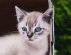 Javier Arizabalo, pintura hiperrealista, gato blanco, 2021