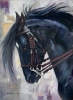 Álvaro Gómez Hurtado, Caballo negro, óleo sobre lienzo