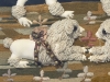  Diorama con perros comienzos del siglo XIX, Reino Unido