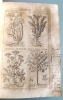 Libro español de 1730, Clave médico-chirúrgica universal, ilustraciones de plantas medicinales