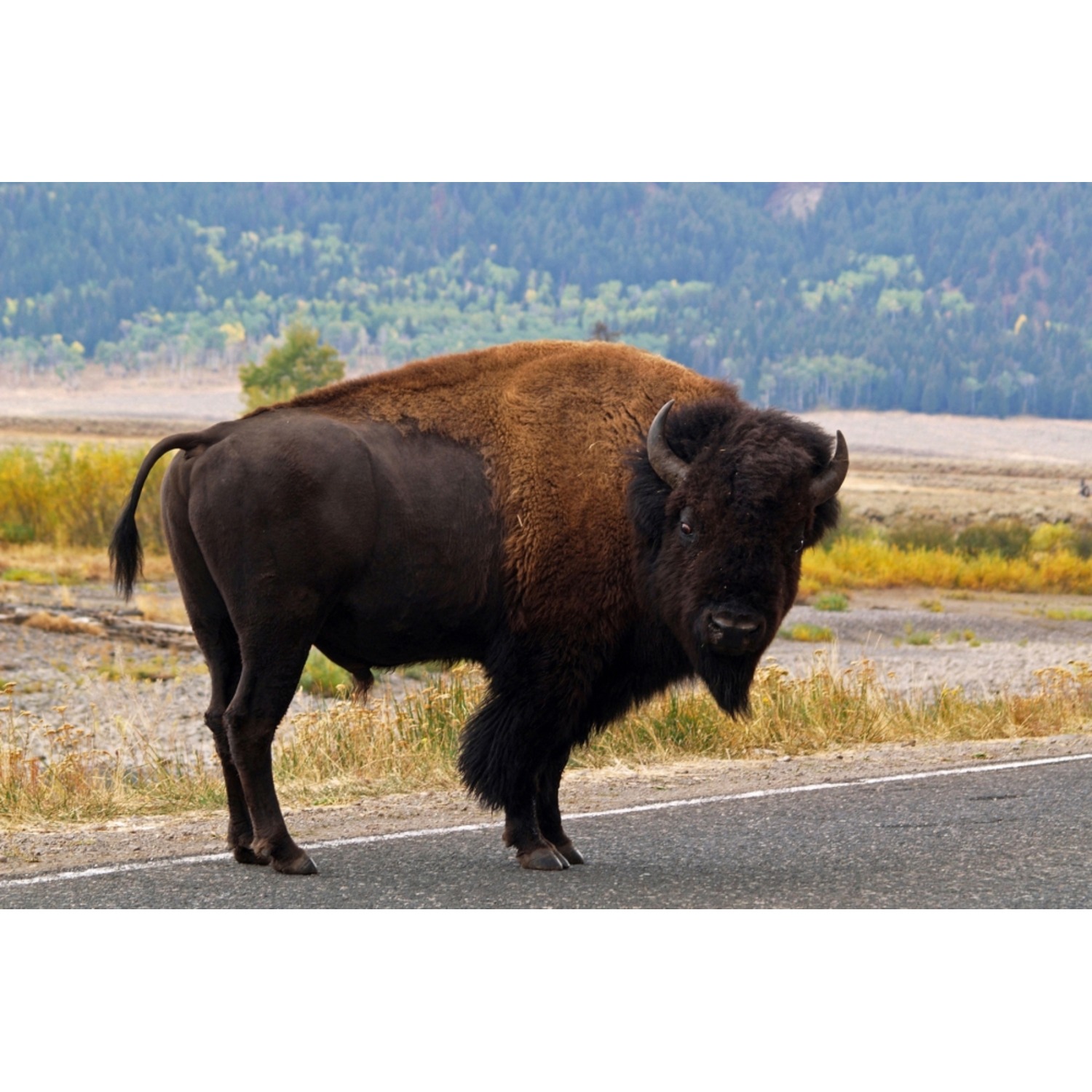 Wildlife photography. Capturing the beauty and diversity of animals in their natural habitats