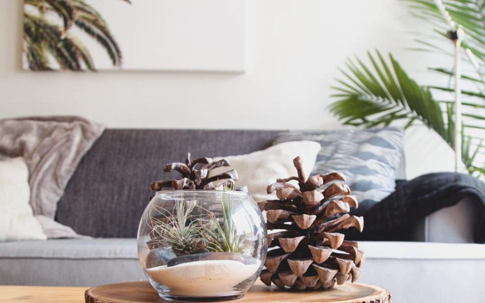 A coffee table with a glass terrarium and a pine cone.