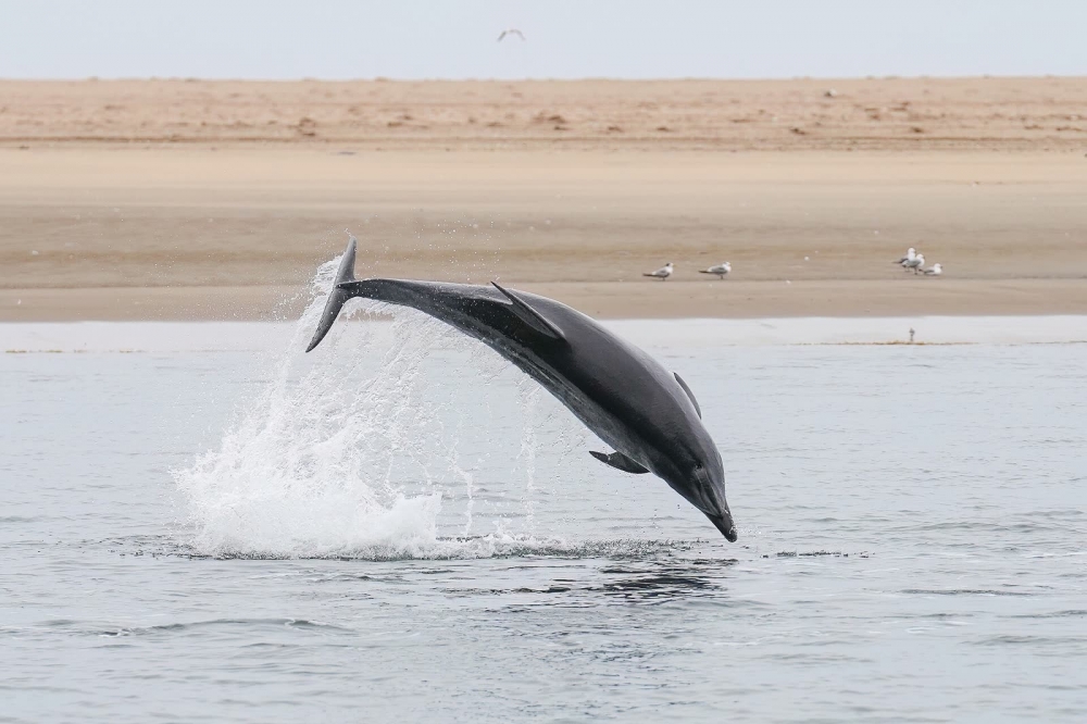 Dolphin watching in the Sado estuary
