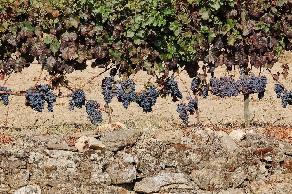 Harvest day in the Douro