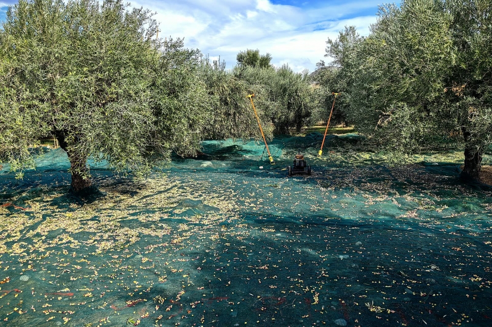 Olive mill visit and oil tasting