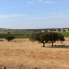Monte da Ribeira