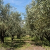 Olival da Serra