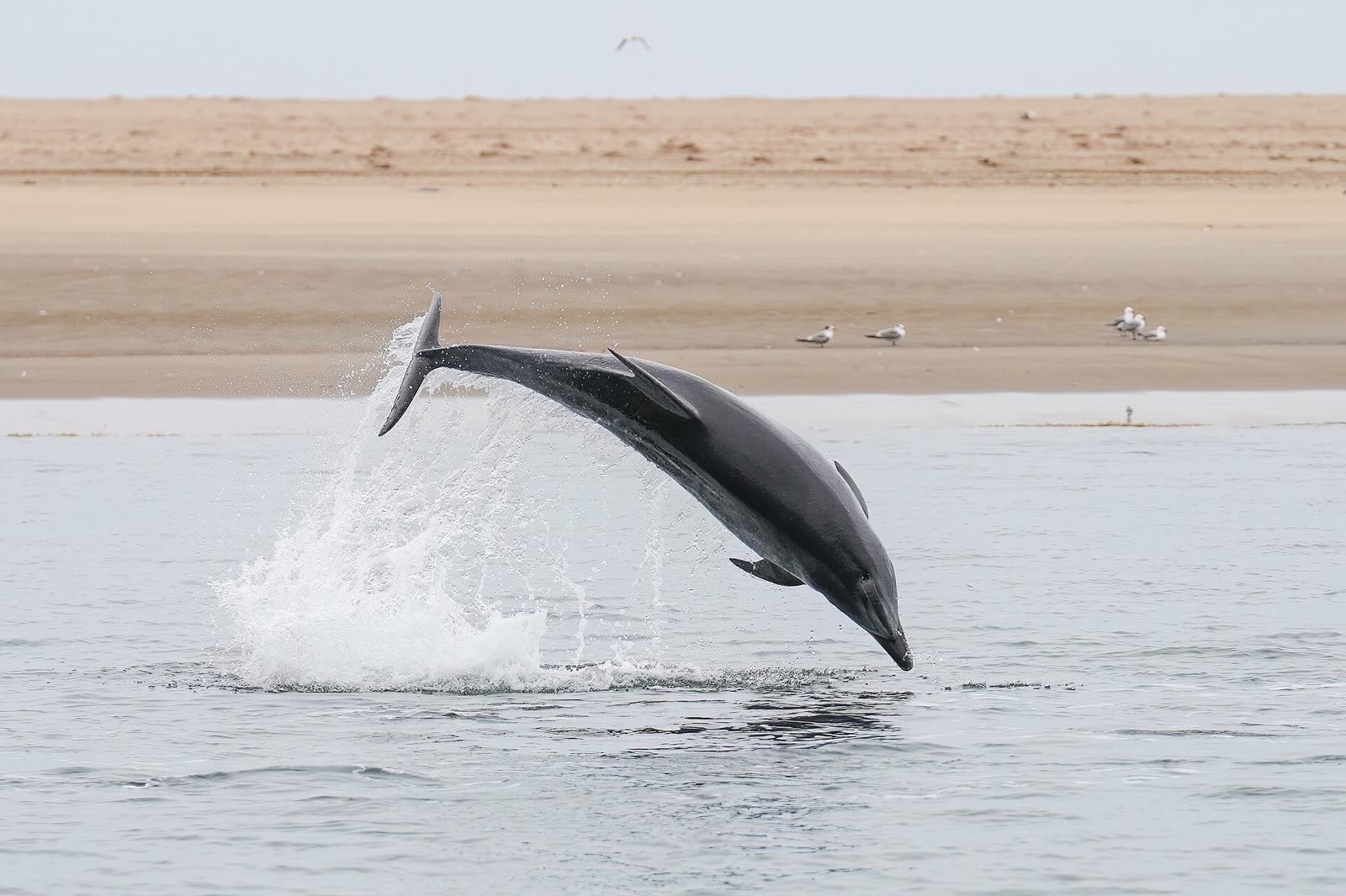Dolphin watching in the Sado estuary