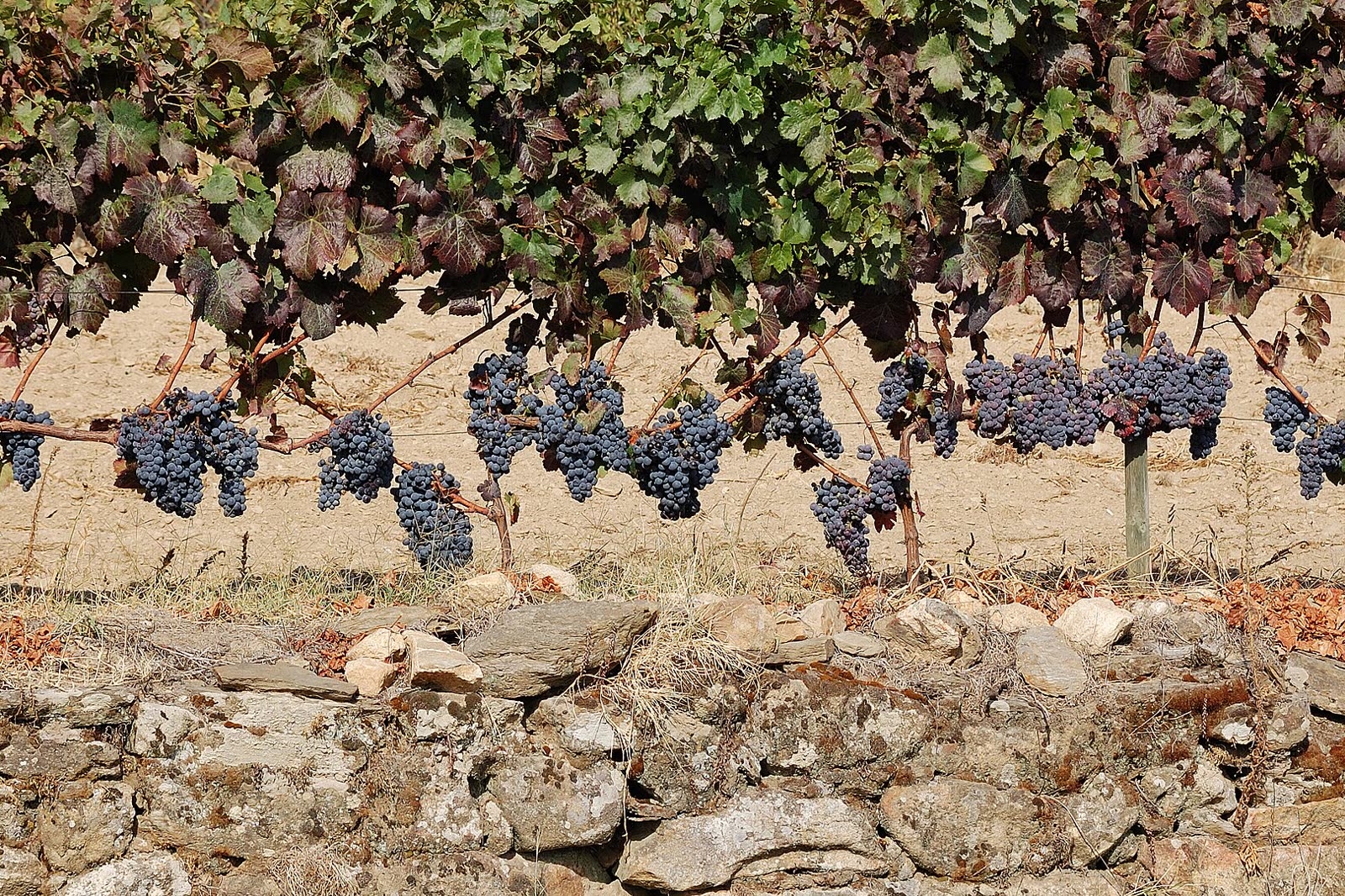 Harvest day in the Douro