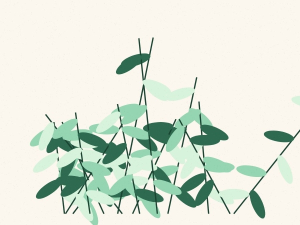 Fern Study