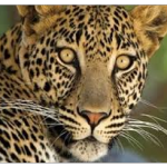 Kenya Safari Deals